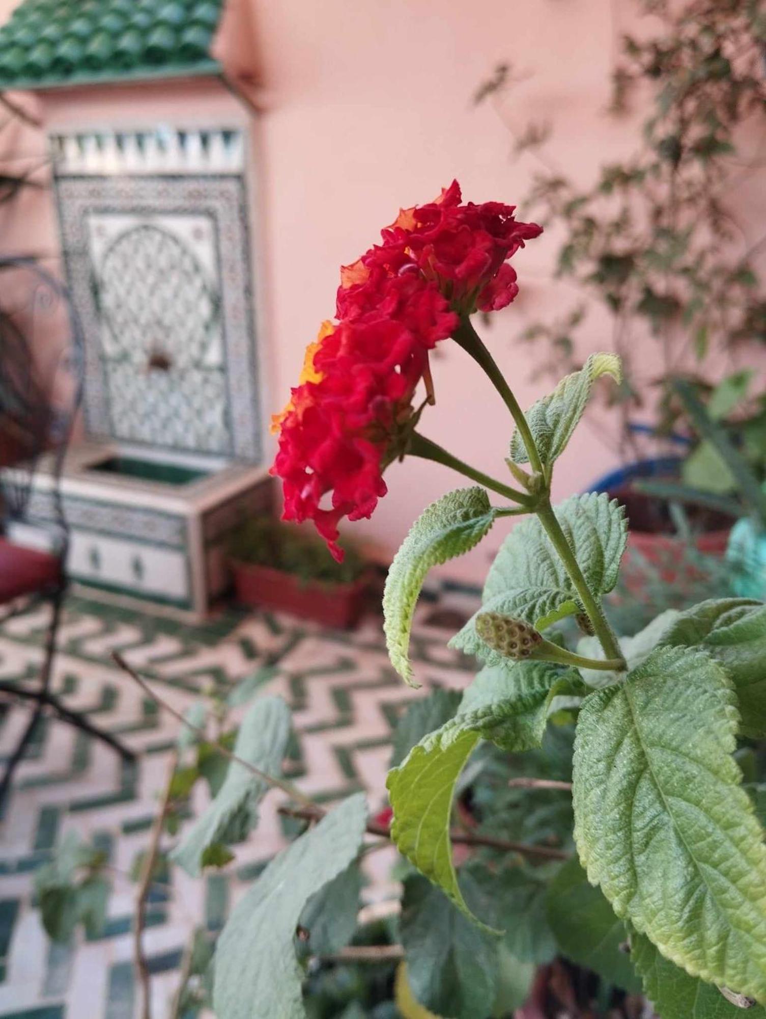 Dar Lantana Hotel Fez Bagian luar foto