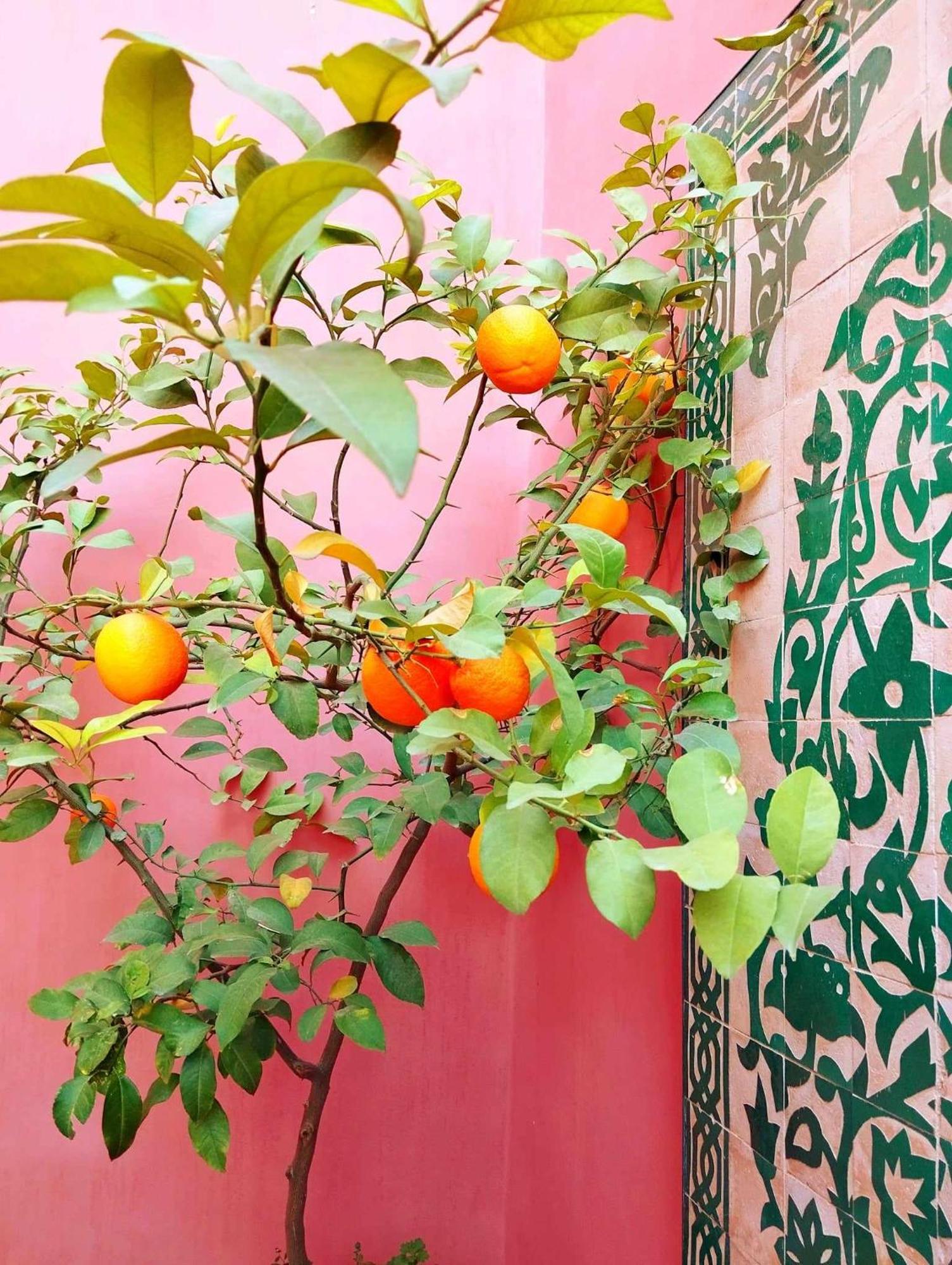Dar Lantana Hotel Fez Bagian luar foto